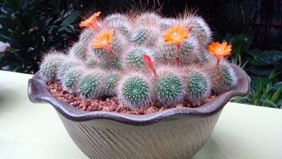 办公室装修风水植物有哪些可以。。。。？？？？？